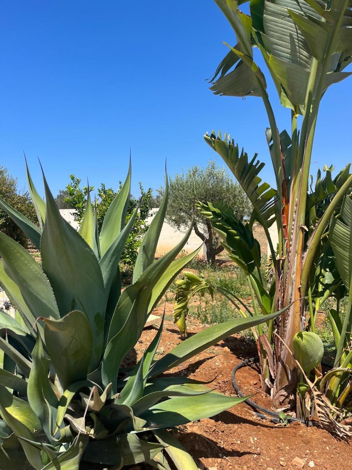 Villa Casa Bianca Di Porto Selvaggio Santa Caterina  Zewnętrze zdjęcie